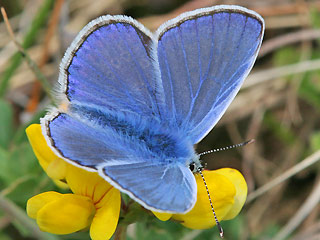 Männchen Hauhechel-Bläuling Polyommatus (Polyommatus) icarus Common Blue Bläuling