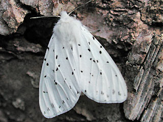 Spilosoma lubricipeda Breitflügeliger Fleckleibbär White Ermine