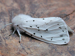 Spilosoma lubricipeda Breitflügeliger Fleckleibbär White Ermine