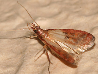 Plodia interpunctella Drrobstmotte Indian Meal Moth