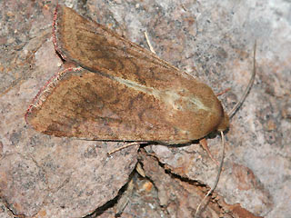 Baumwolleule Helicoverpa armigera Scarce Bordered Straw
