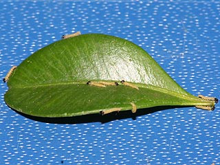 Eirupchen Glyphodes perspectalis Buchsbaum-Znsler