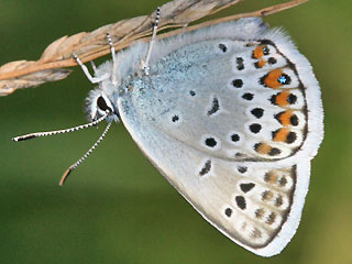 Männchen Geißklee-Bläuling Argus-Bläuling Plebeius argus Silver-studded Blue