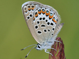 Weibchen Geißklee-Bläuling Argus-Bläuling Plebeius argus Silver-studded Blue