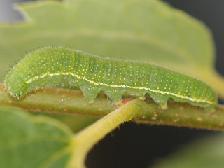 Raupe Zürgelbaum-Schnauzenfalter Libythea celtis Nettle-Tree Butterfly