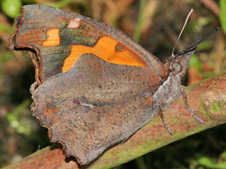 Zürgelbaum-Schnauzenfalter Libythea celtis Nettle-Tree Butterfly