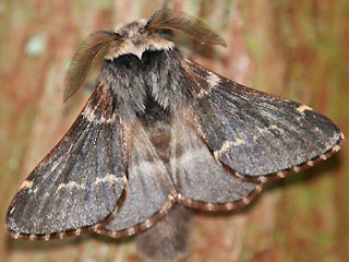 Mnnchen Kleine Pappelglucke   Poecilocampa populi   December Moth