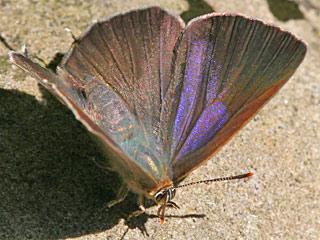 Weibchen Blauer Eichenzipfelfalter Neozephyrus quercus Purple Hairstreak