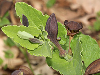 Eiablagepflanze  Spanischer Osterluzeifalter  Zerynthia rumina  Spanish Festoon