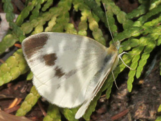 Pieris mannii  Karst-Weißling  Southern Small White