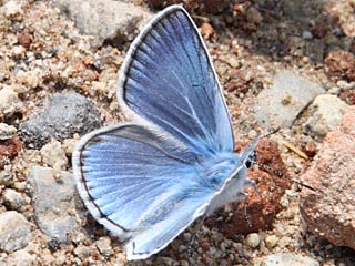 Polyommatus amandus  Vogelwicken-Bläuling  Amanda's Blue