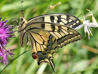 Schwalbenschwanz Papilio machaon Swallowtail
