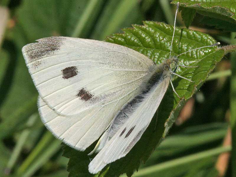 Kleiner Kohlweiling   Pieris rapae   Small White