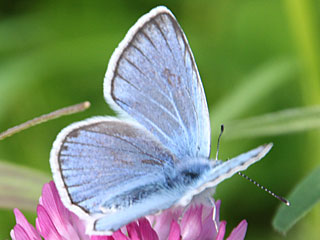 Vogelwicken-Bläuling Polyommatus (Plebicula) amandus Amanda's Blue