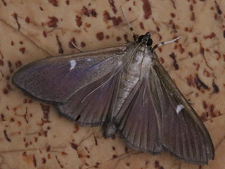  Cydalima perspectalis Buchsbaum-Znsler   Box Tree Moth