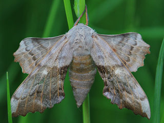 Pappelschwrmer Laothoe populi Poplar Hawk-moth (12829 Byte)