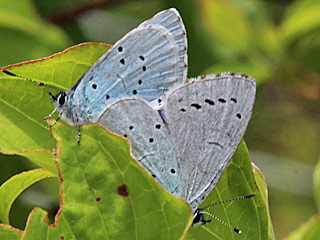 Weibchen Faulbaumbläuling  Holly Blue Celastrina argiolus (14129 Byte)