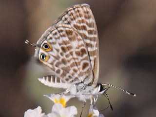 Kleiner Wanderbluling Leptotes pirithous Lang's Shart-tailed Blue