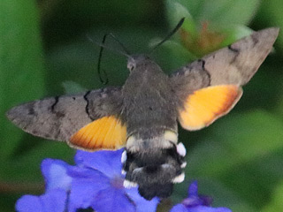 Taubenschwänzchen Kolibri - Schwärmer Macroglossum stellatarum Humming-bird Hawk-moth Wanderfalter (14131 Byte)