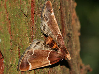 Mehlznsler  Pyralis farinalis  Meal Moth