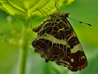 Weibchen bei Eialbage  Landkärtchen  Araschnia levana   Map Butterfly