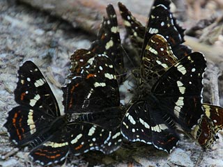 Viele  Exemplare  Landkärtchen  Araschnia levana   Map Butterfly