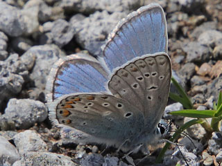 Polyommatus eros  Eros-Bluling  Eros Blue