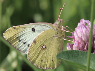 Weibchen Goldene Acht, Weißklee-Bläuling Colias hyale Pale Clouded Yellow (13679 Byte)