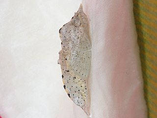 Karst-Weißling  Pieris mannii