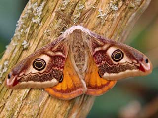 Männchen Kleines Nachtpfauenauge Saturnia ( Eudia ) pavonia Emperor Moth