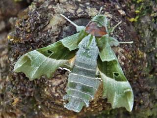 Raupe Nachtkerzenschwrmer Proserpinus proserpina Willowherb Hawk-moth