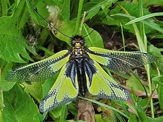 Libellen-Schmetterlingshaft Libelloides coccajus Ascalaphus libelluloides (10952 Byte)