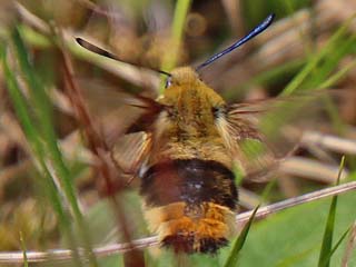 Skabiosenschwrmer   Hemaris tityus   Narrow-bordered Bee Hawk-moth  Skabiosen-Schwrmer