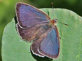Männchen Blauer Eichenzipfelfalter Neozephyrus quercus Purple Hairstreak