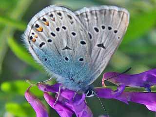 Vogelwicken-Bläuling Polyommatus (Plebicula) amandus Amanda's Blue