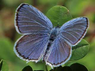 Männchen Südlicher Kurzgeschwänzter Bläuling Cupido alcetas Provencal Short-tailed Blue