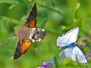 Taubenschwänzchen Kolibri - Schwärmer Macroglossum stellatarum Humming-bird Hawk-moth Wanderfalter (14131 Byte)