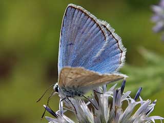 Mnnchen  Zahnflgel-Bluling weiblich Meleageria daphnis Meleager's Blue