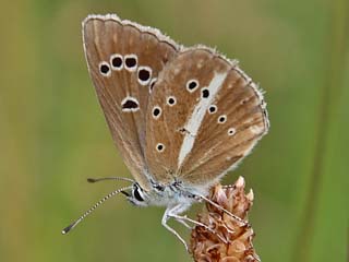Polyommatus damon Weißdolch-Bläuling  Großer Esparsettenbläuling Damon Blue
