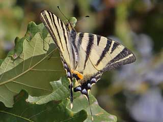 Eier  Segelfalter Iphiclides podalirius Scarce Swallowtail