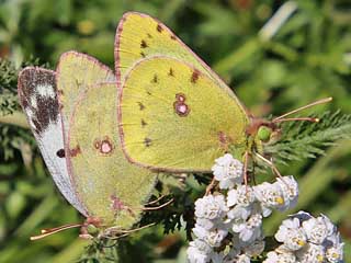 Weibchen Goldene Acht, Weiklee-Bluling Colias hyale Pale Clouded Yellow (13679 Byte)