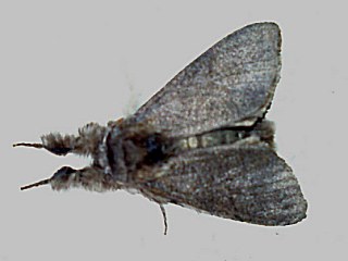 f.concolor Buchen-Streckfu Rotschwanz Calliteara ( Dasychira ) pudibunda Pale Tussock
