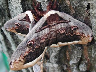 Paarung Wiener Nachtpfauenauge Saturnia pyri Large Emperor Moth Großes Nachtpfauenauge Great Peacock Moth