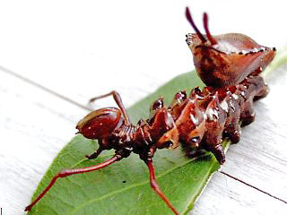 Buchen-Zahnspinner Raupe  Lobster Moth Stauropus fagi