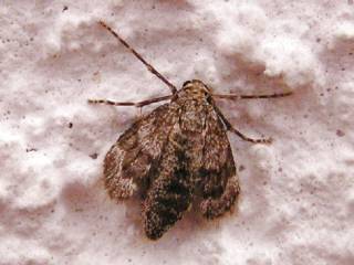 Weibchen  Buchen-Frostspanner Operophtera fagata  Nothern Winter Moth