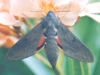 Fledermausschwärmer Hyles vespertilio Dusky Hawk-moth