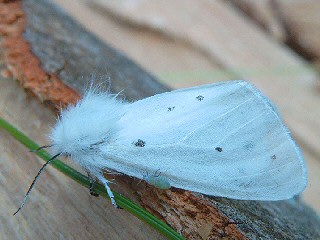 Weibchen Diaphora mendica Grauer Fleckleibbär Muslin Moth