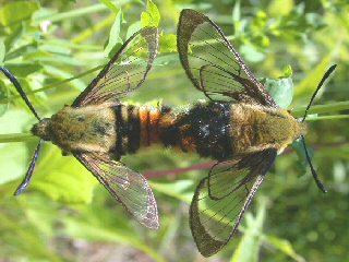 Paarung Skabiosenschwrmer   Hemaris tityus   Narrow-bordered Bee Hawk-moth  Skabiosen-Schwrmer