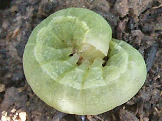 Grne Raupe Kohleule Mamestra brassicae Cabbage Moth