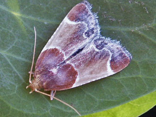 Mehlznsler  Pyralis farinalis  Meal Moth